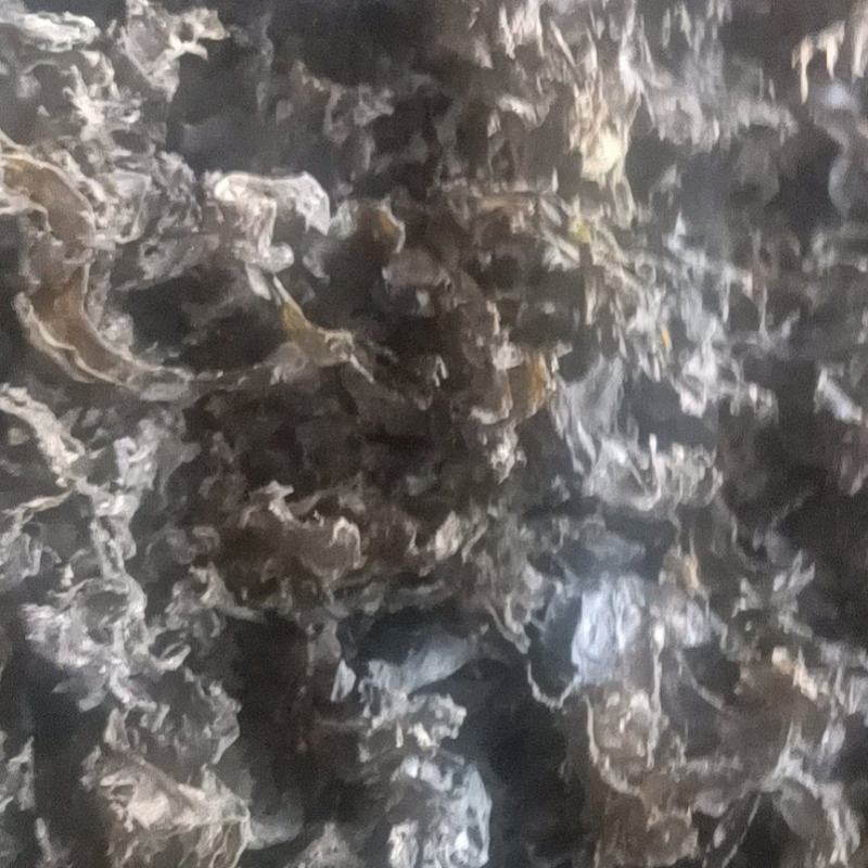 生长在大山里的天然地皮菜靓货经过手工捡干净长年有货