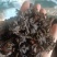 生长在大山里的天然地皮菜靓货经过手工捡干净长年有货
