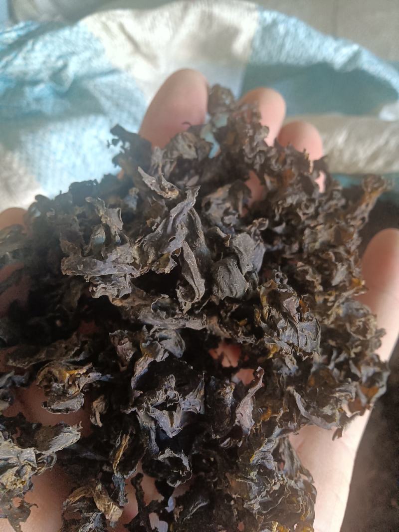 生长在大山里的天然地皮菜靓货经过手工捡干净长年有货