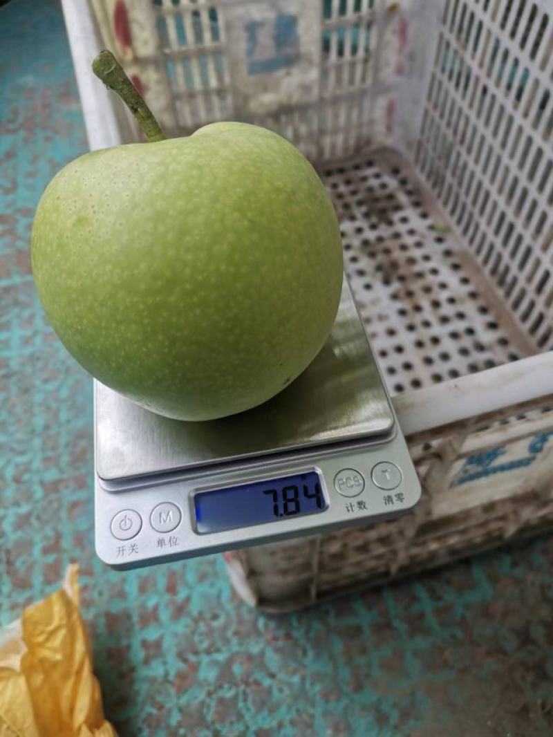 绿宝石白宝石梨开售了