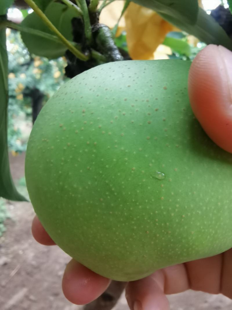 绿宝石白宝石梨开售了