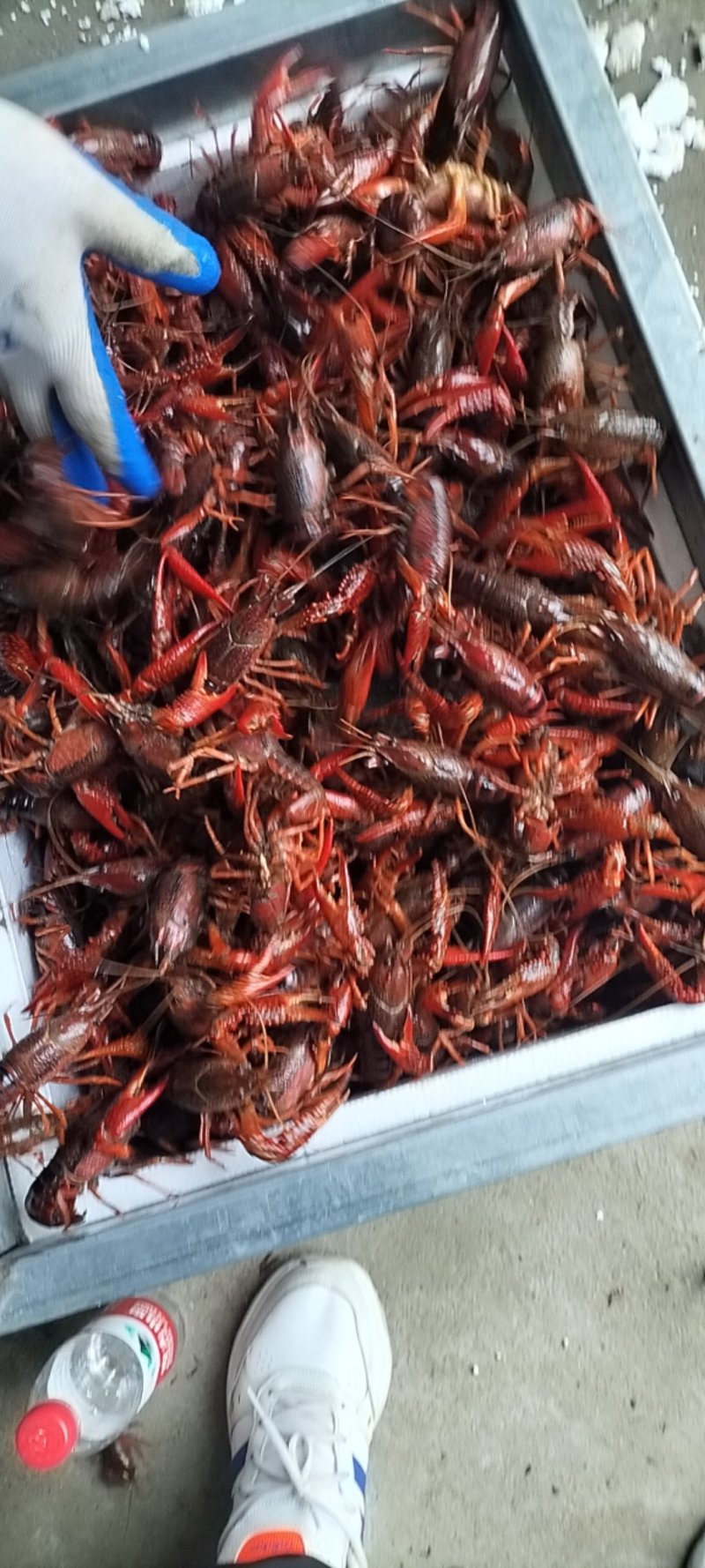 小龙虾