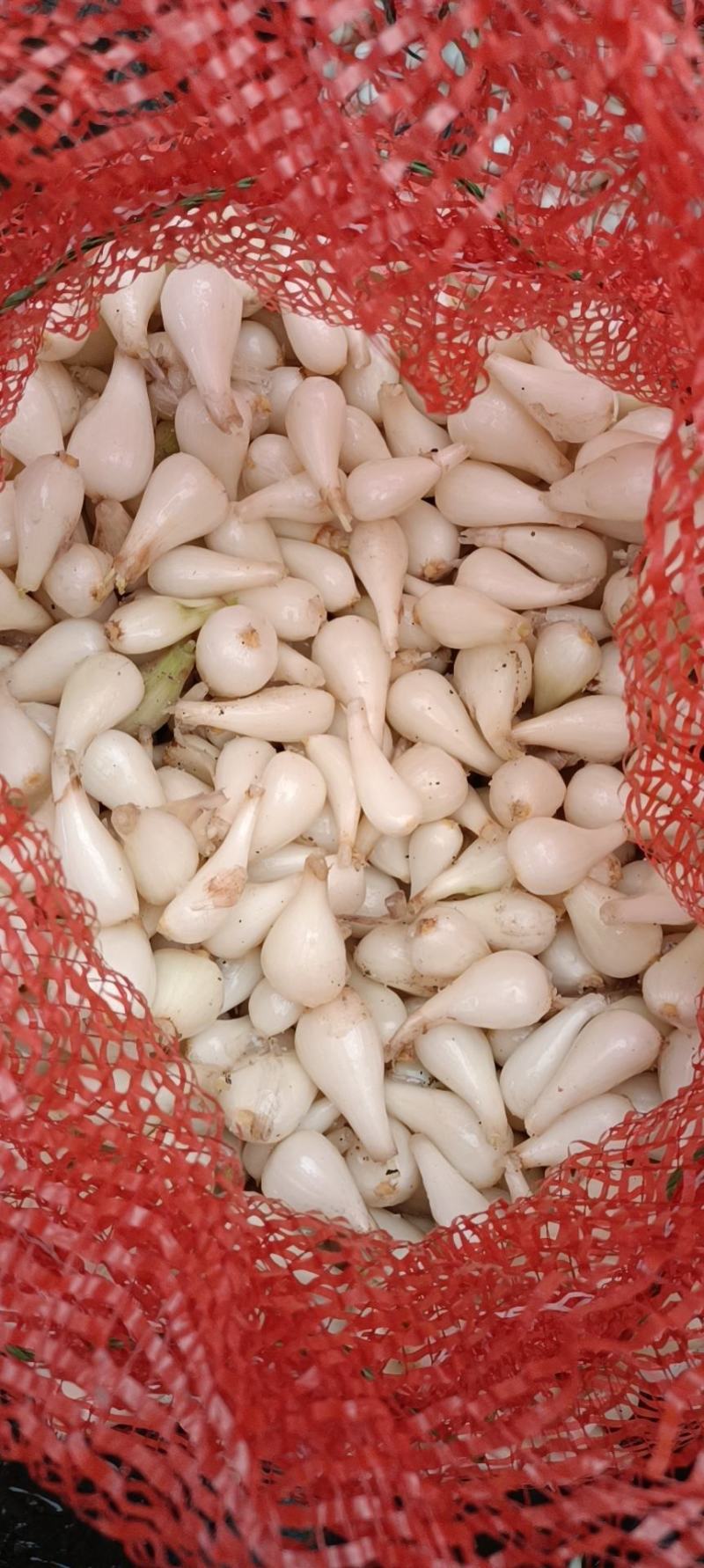 绿色.无公害食品.藠头