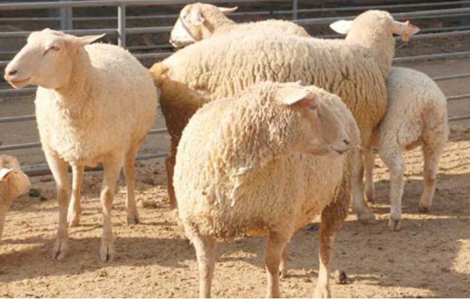 小尾寒羊与湖羊活体对比图