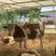 西门塔尔牛犊包运输包技术提供饲料，养殖技术