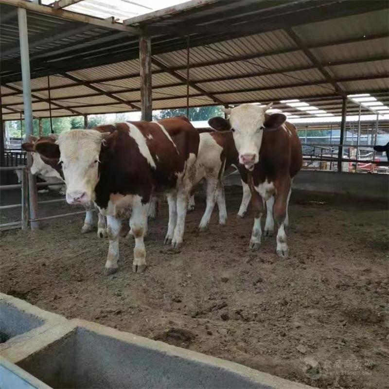 西门塔尔牛犊包运输包技术提供饲料，养殖技术