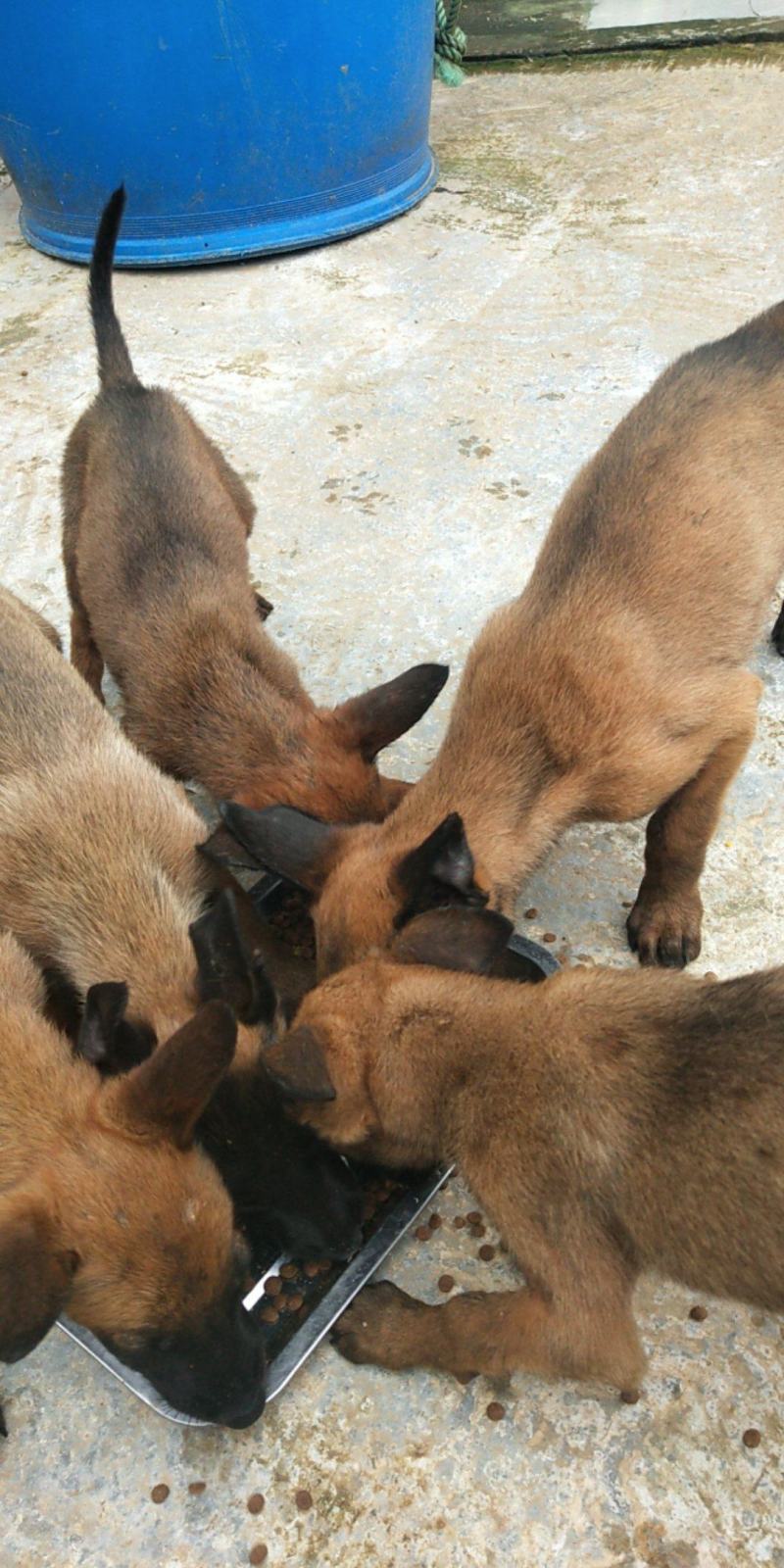 马犬幼犬黄马。喜欢的了解一下。