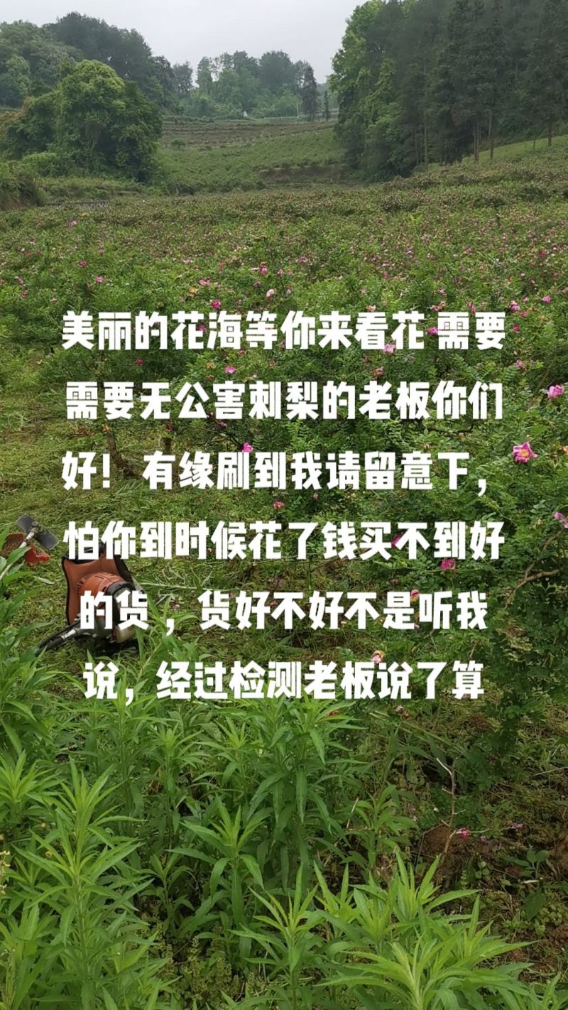预售刺梨鲜果，九十吨左右，七月下旬上市，干果需预订。
