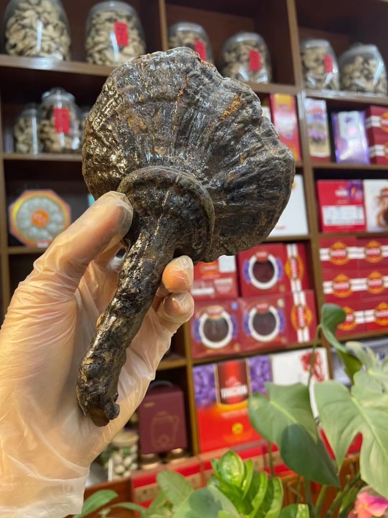 云南深山野生灵芝整枝灵芝正品天然菌灵芝可切片磨粉