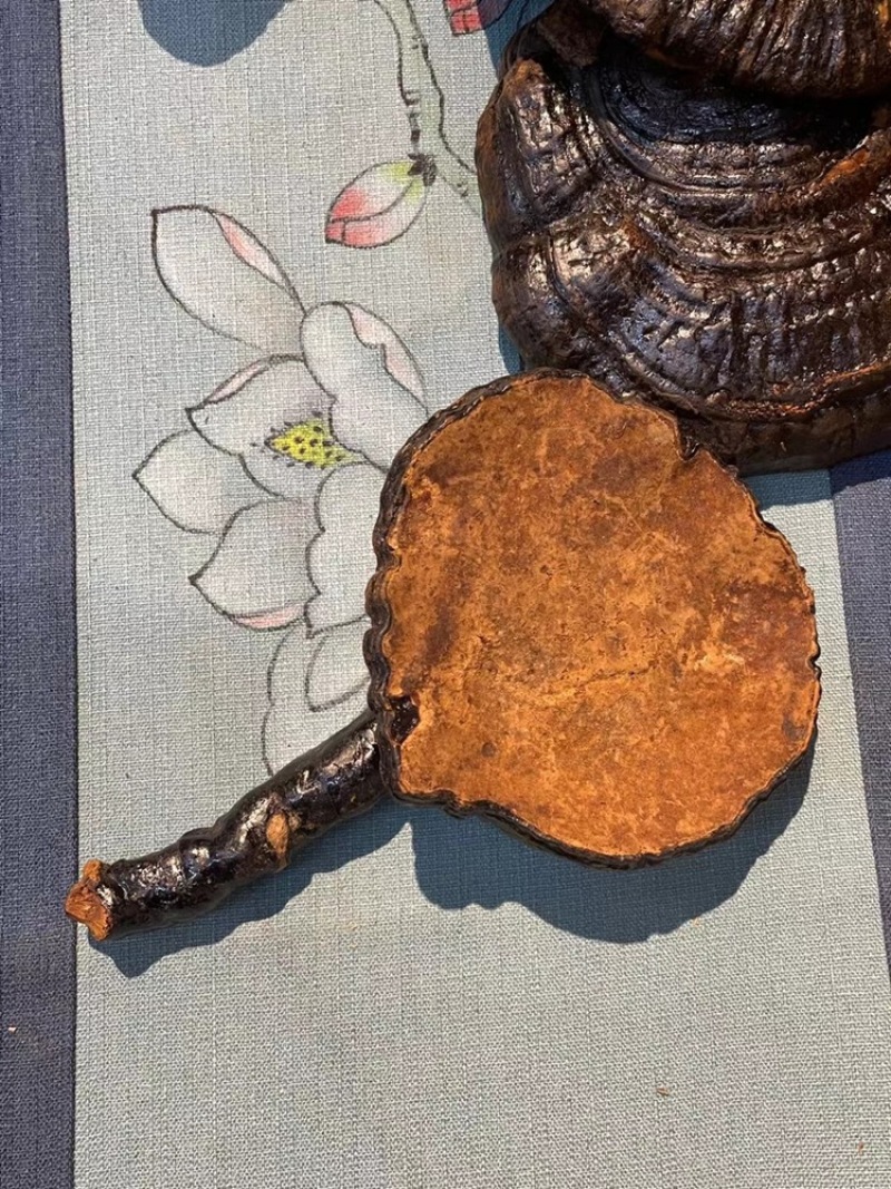 云南深山野生灵芝整枝灵芝正品天然菌灵芝可切片磨粉