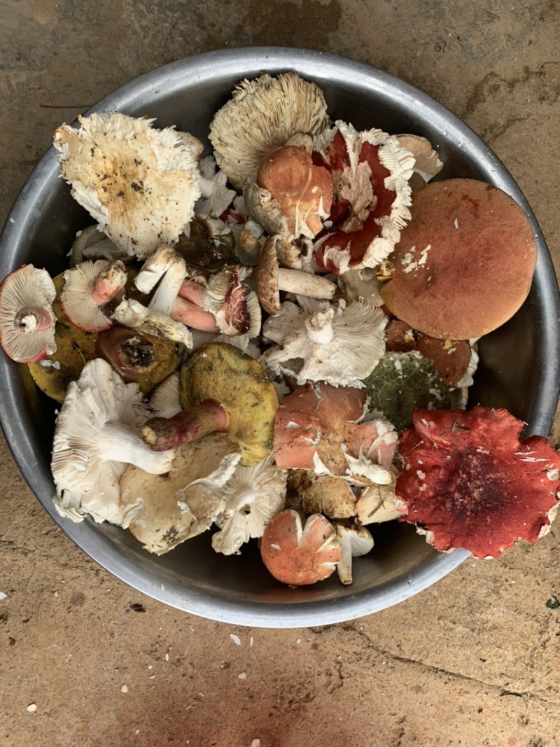 22年云南特产新鲜野生菌食用500g