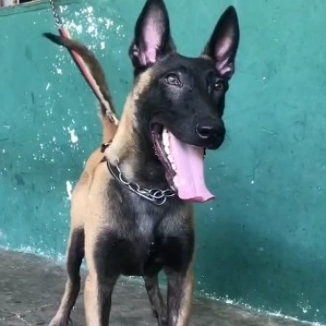 马犬幼犬黄马。喜欢的了解一下。
