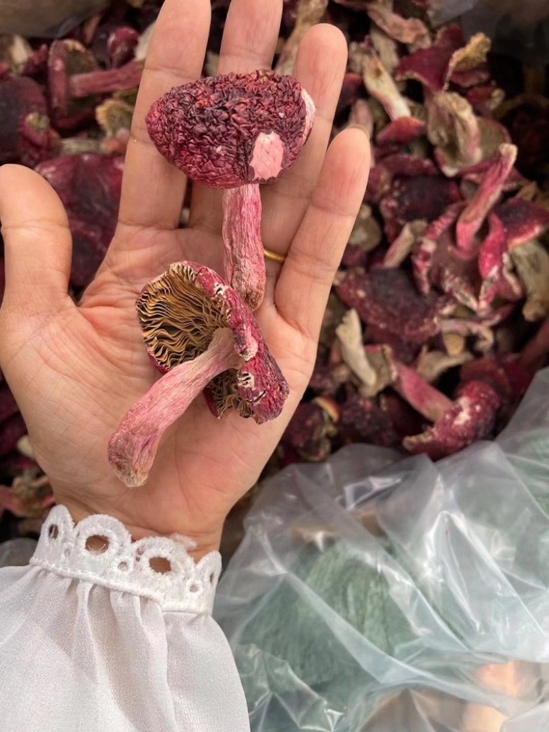 红菇