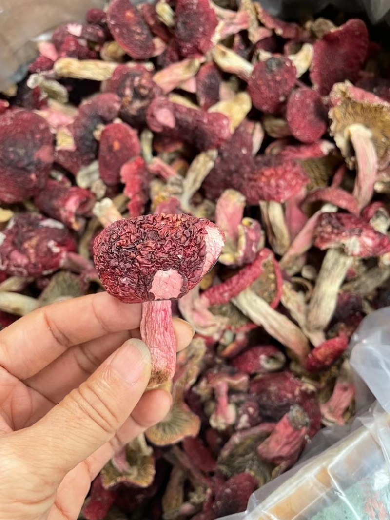 红菇