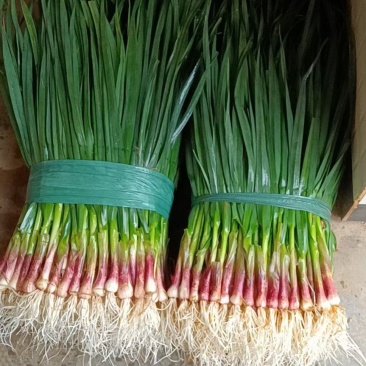 蒜苗蒜苗（红根蒜苗）