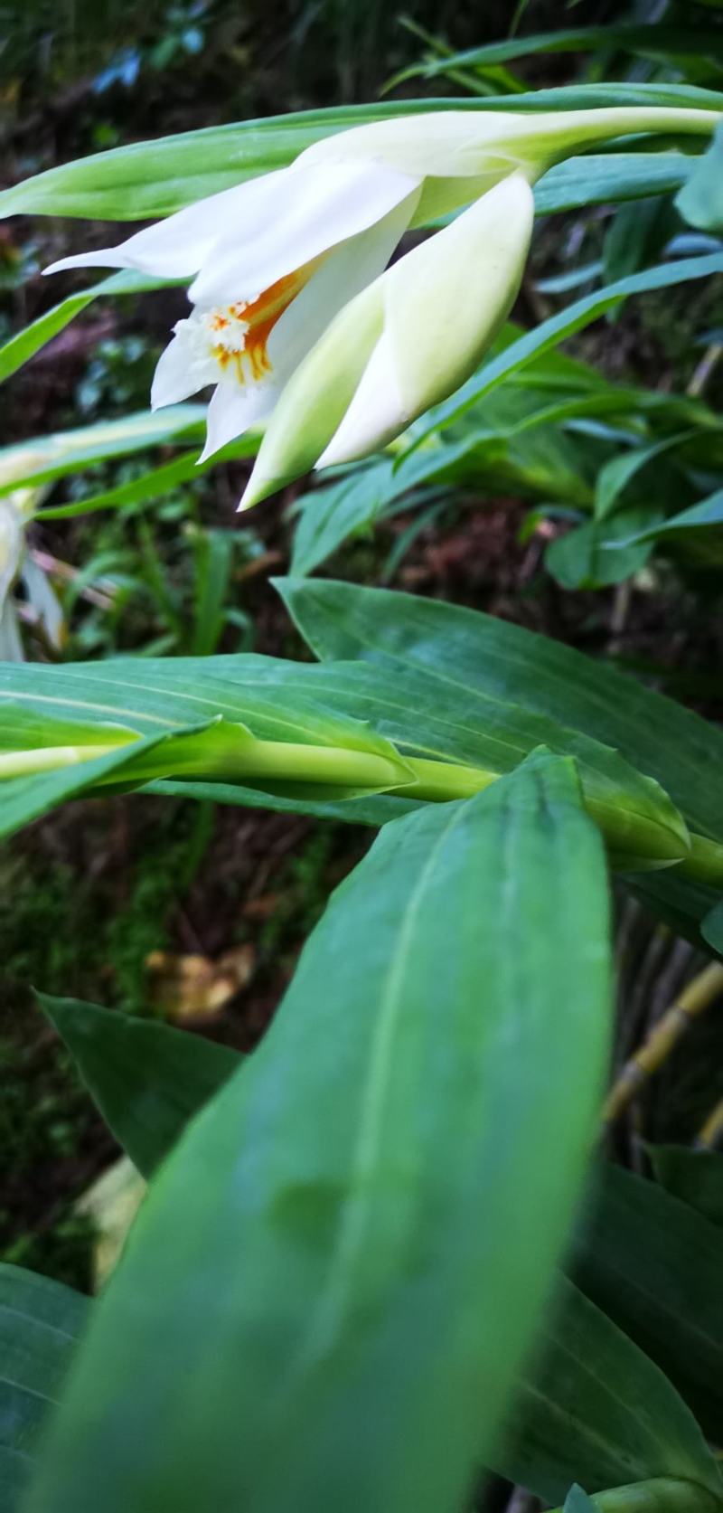 笋兰野生笋兰小苗