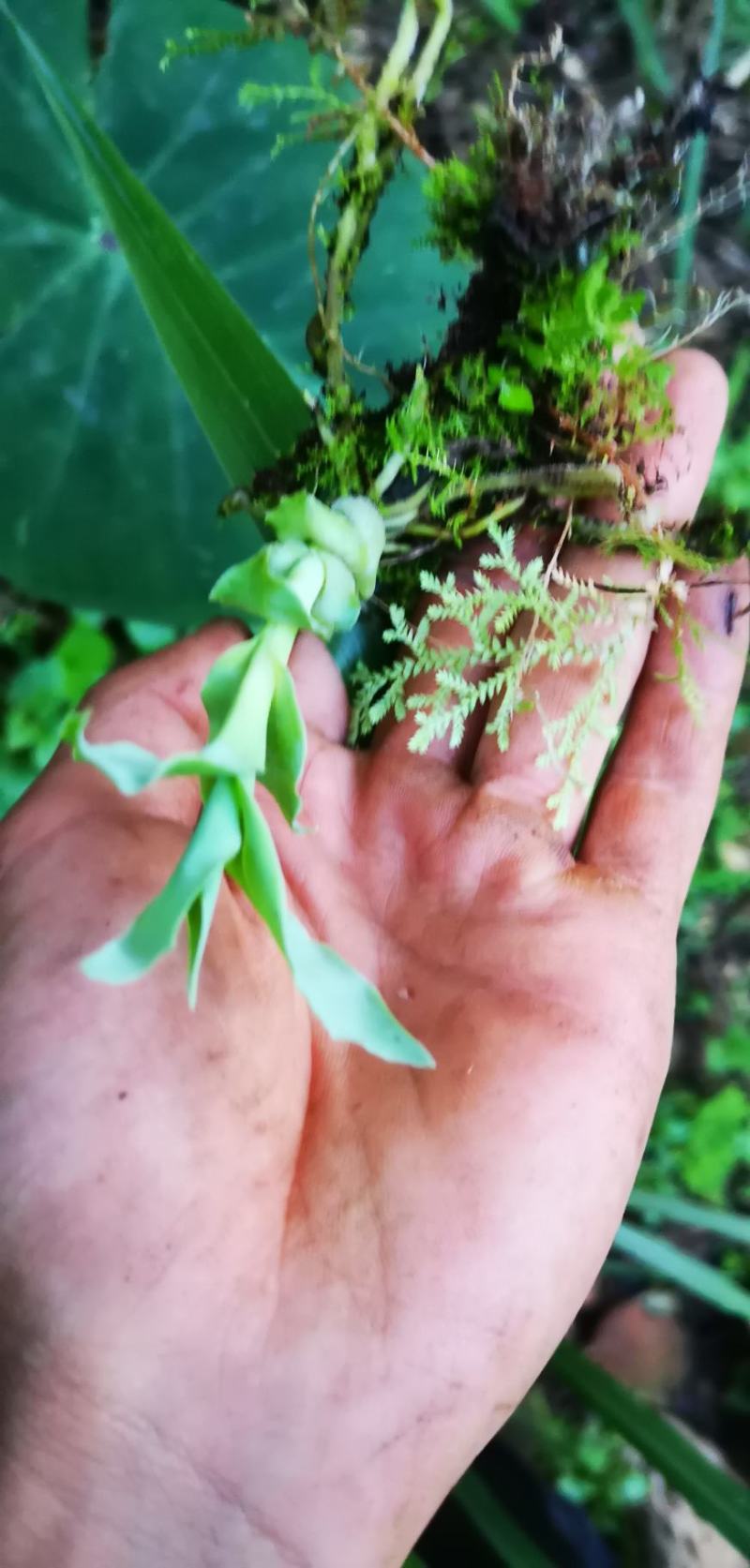 笋兰野生笋兰小苗