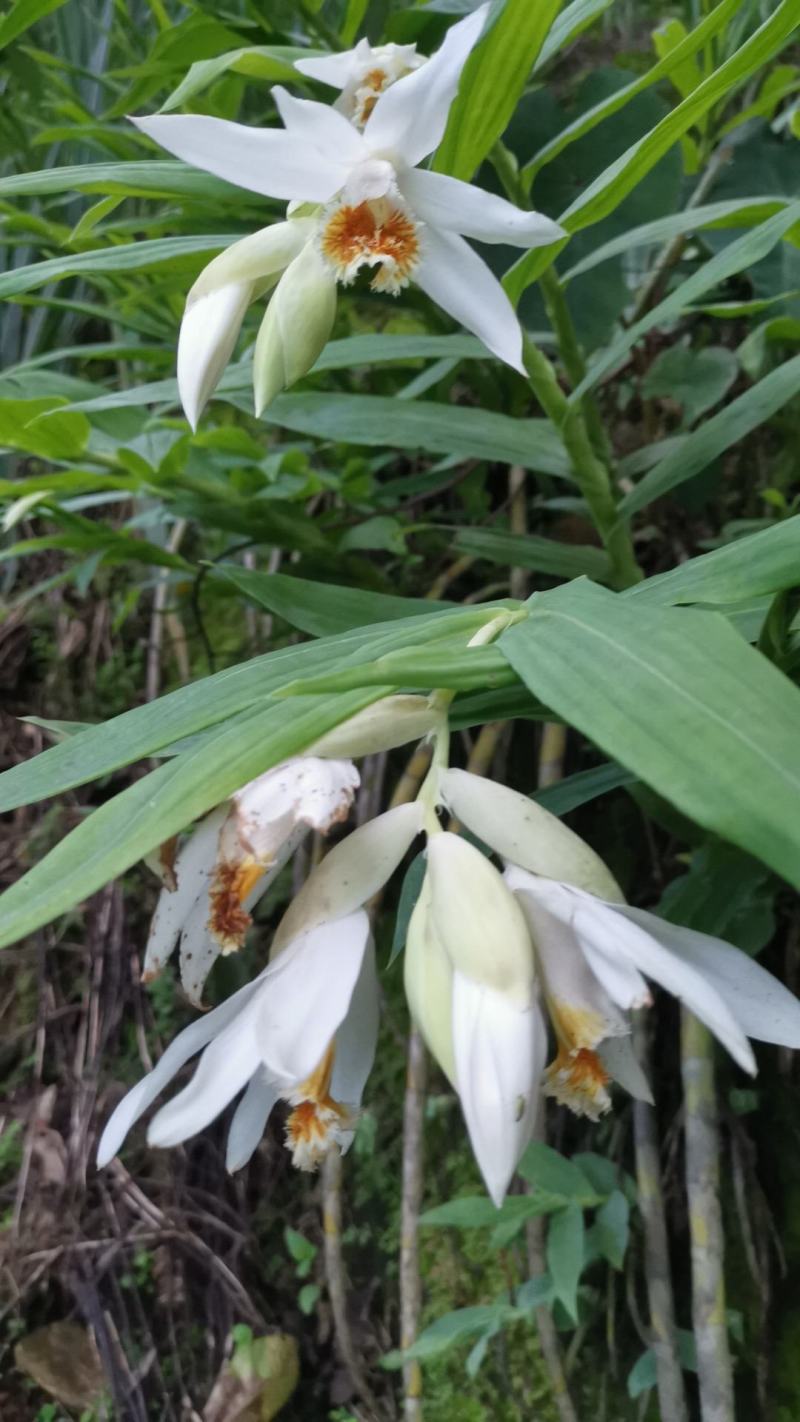 笋兰野生笋兰小苗