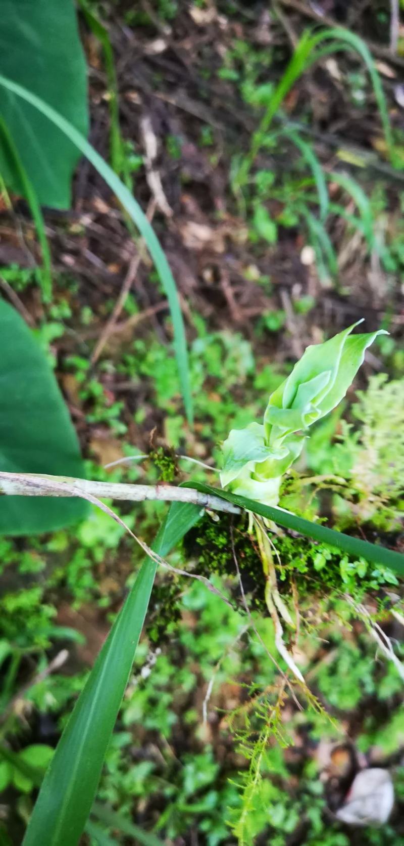 笋兰野生笋兰小苗