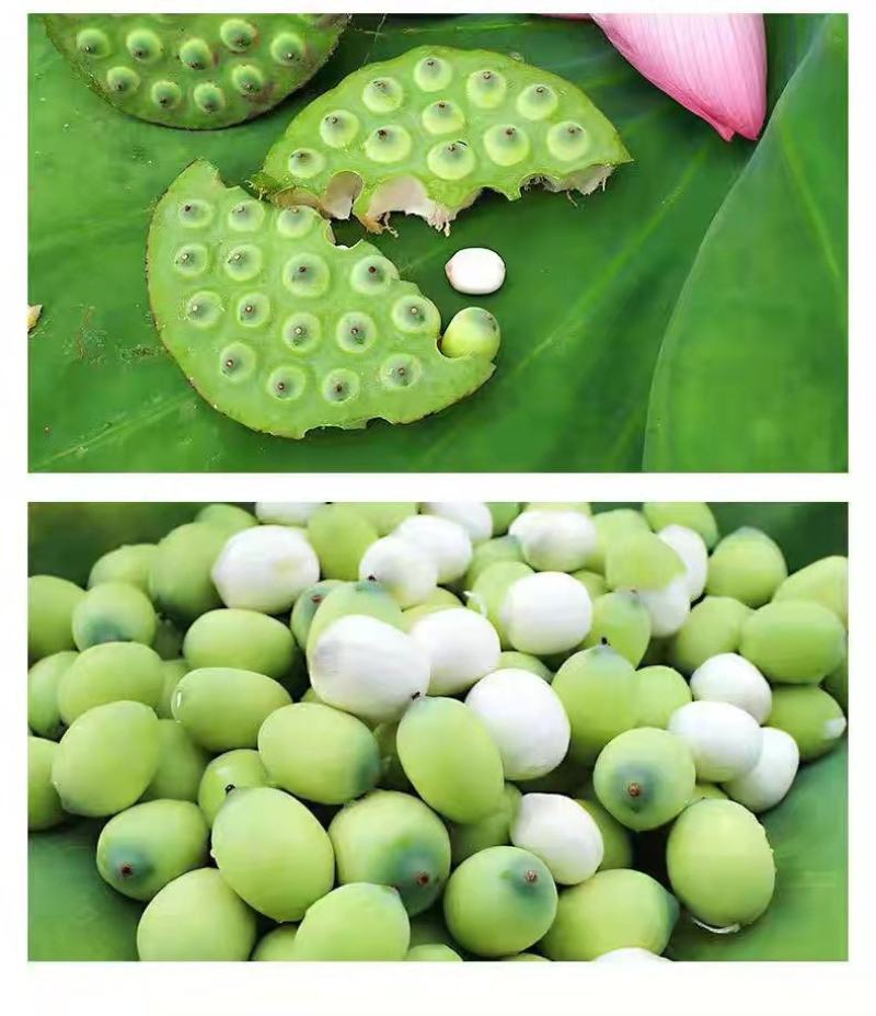 微山湖特产水果莲蓬