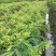 余甘果新品种特大牛甘果甜种嫁接牛甘果小苗耐寒品种包邮