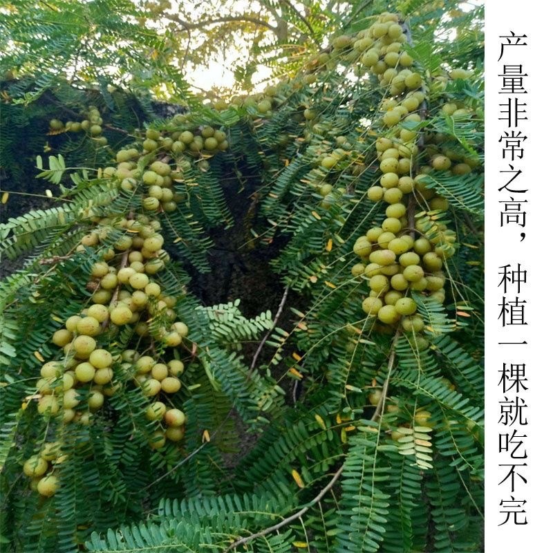 余甘果新品种特大牛甘果甜种嫁接牛甘果小苗耐寒品种包邮
