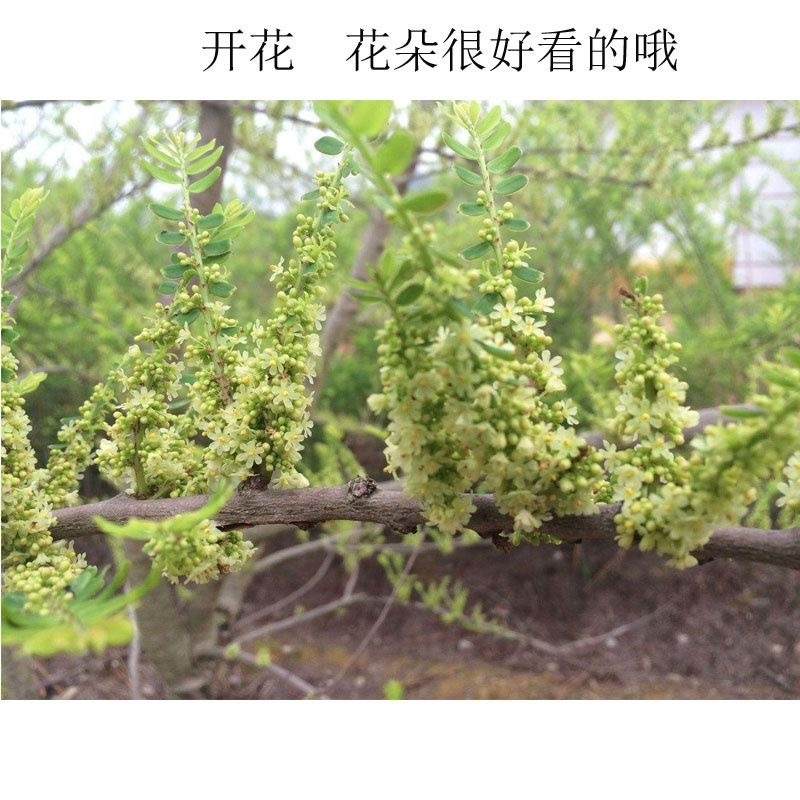 余甘果新品种特大牛甘果甜种嫁接牛甘果小苗耐寒品种包邮