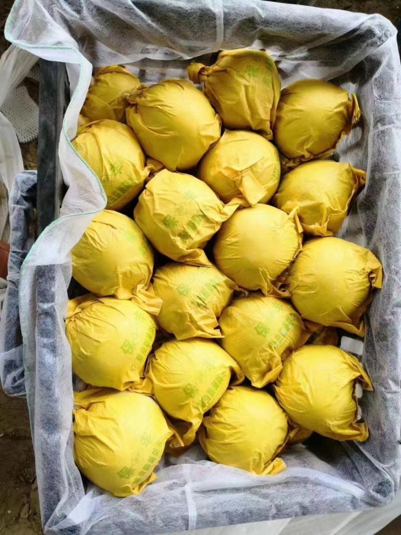 青皮皇冠梨产地直销超市优选型号齐全