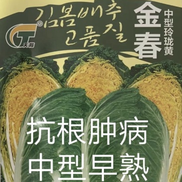 春黄心大白菜种子春秋两用抗病菜重5斤商品性强2600棵