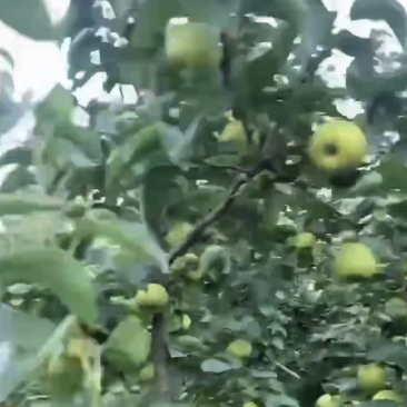 湖北翠玉梨大量上市，有需要的老板请联系我