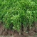 小叶黄杨苗瓜子黄杨苗黄杨床苗黄杨工程苗庭院绿篱树苗