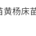 小叶黄杨苗瓜子黄杨苗黄杨床苗黄杨工程苗庭院绿篱树苗