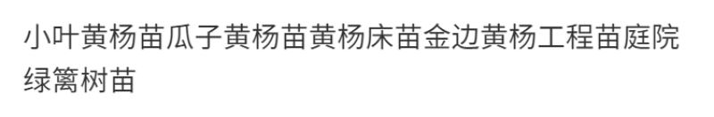 小叶黄杨苗瓜子黄杨苗黄杨床苗黄杨工程苗庭院绿篱树苗