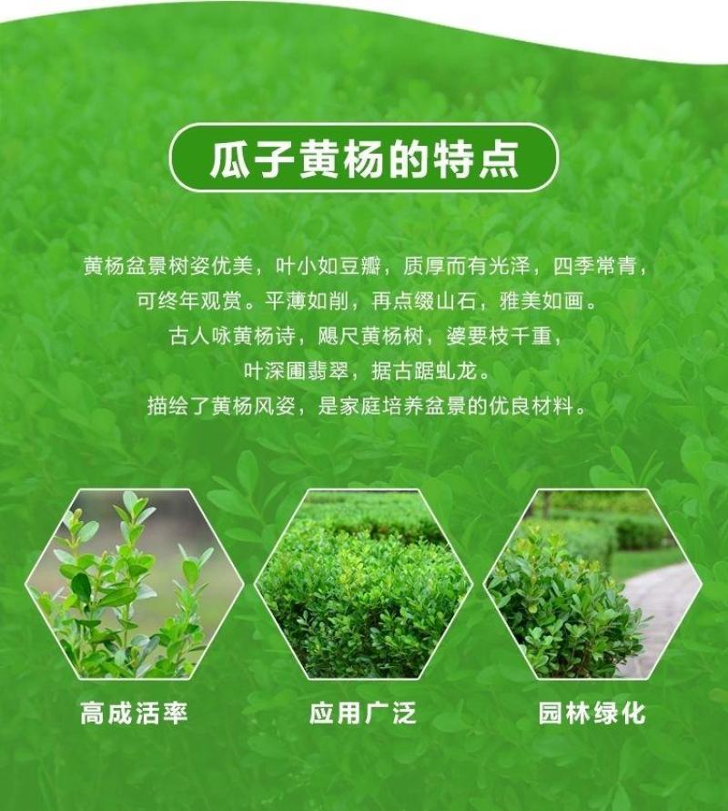 小叶黄杨苗瓜子黄杨苗黄杨床苗黄杨工程苗庭院绿篱树苗
