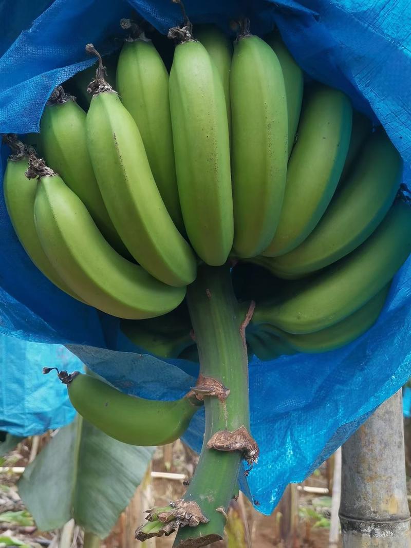 新苗香蕉又长又甜