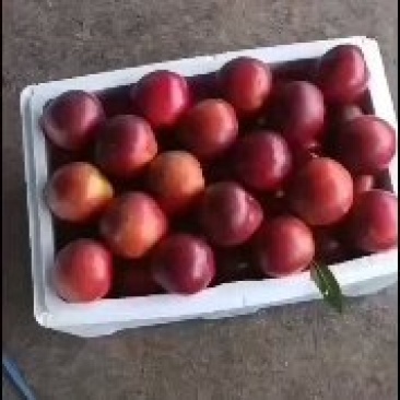 露天甜油桃大量上市中