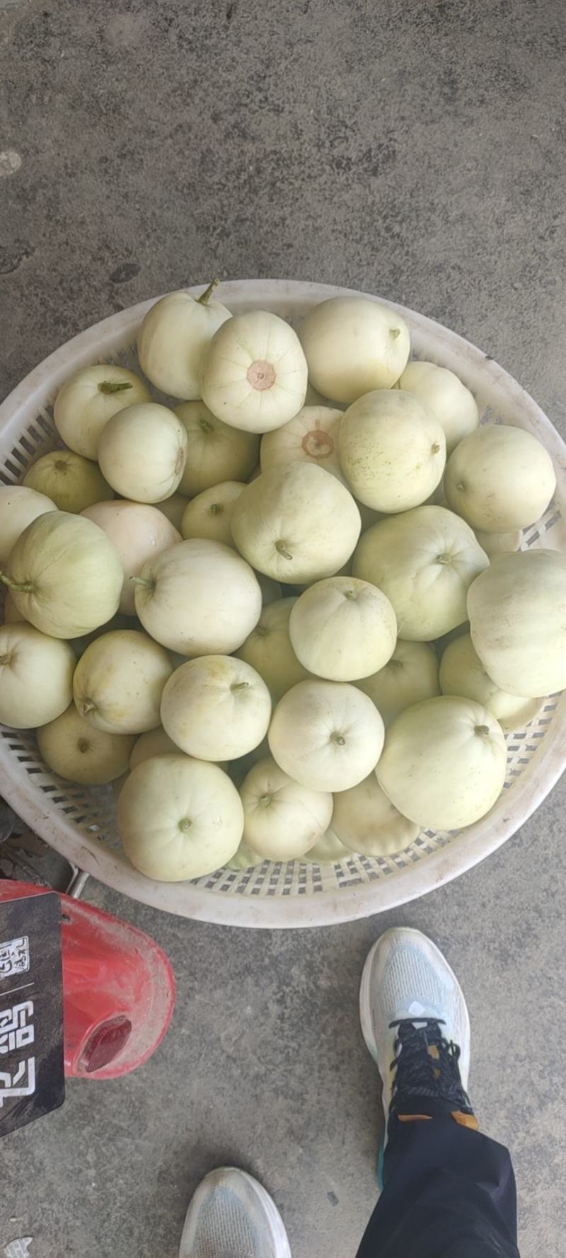 湖北美浓甜瓜产地直供脆甜多汁欢迎采购