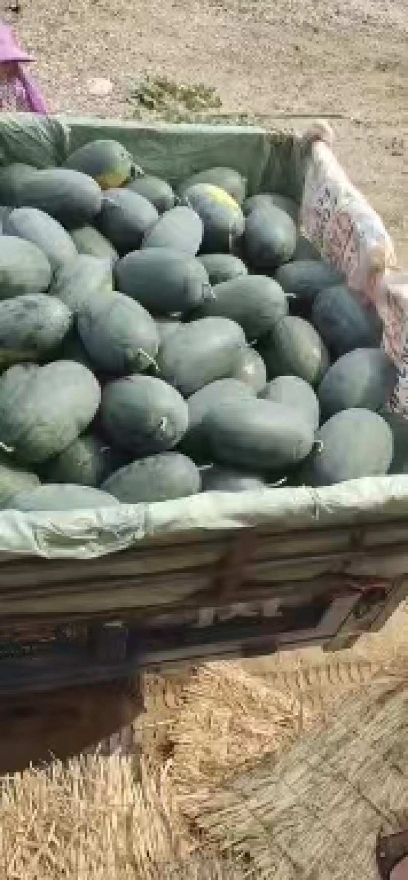 精品黑美人西瓜，产地直销，包熟包甜，甘爽清甜