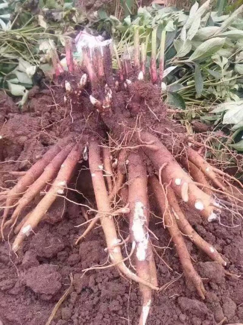 白芍芽，白芍种苗基地，签订回收合同，免费技术指导