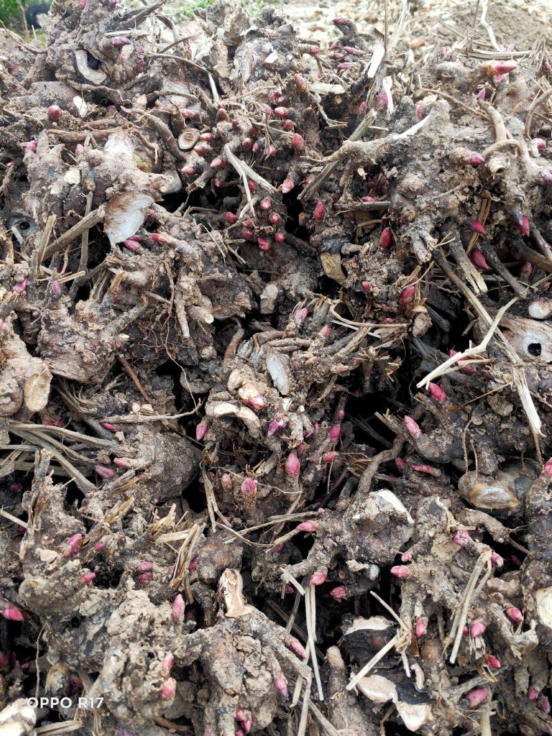 白芍芽，白芍种苗基地，签订回收合同，免费技术指导