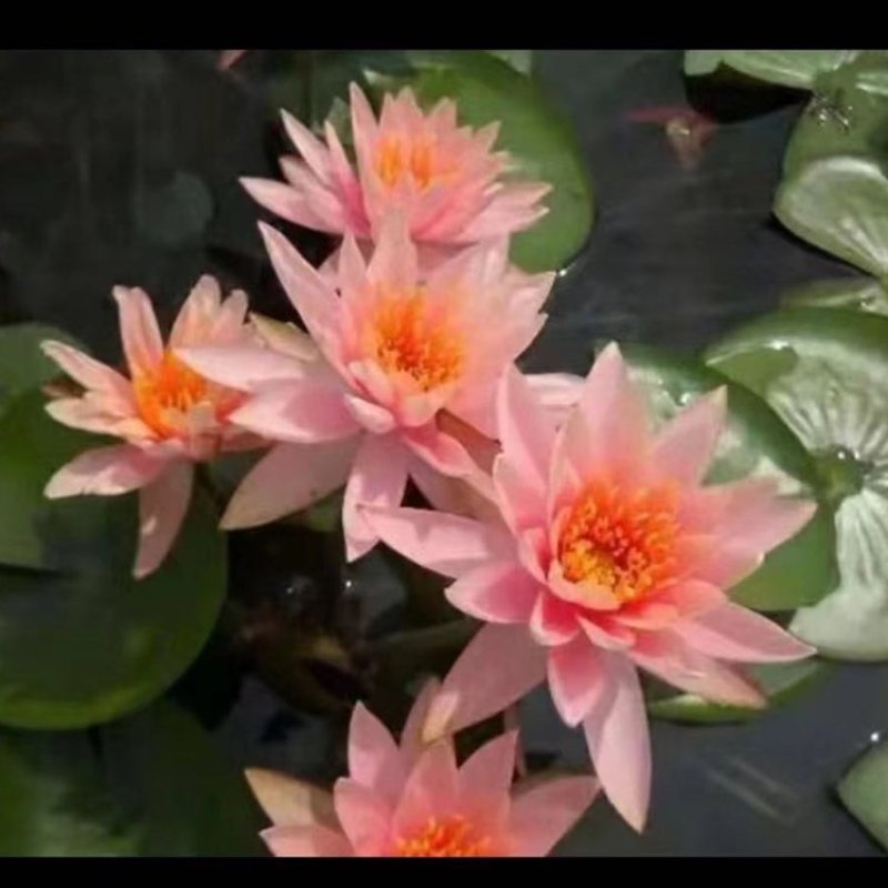 大睡莲根块池塘水池水养根块四季开花水培盆栽植物莲花荷花苗