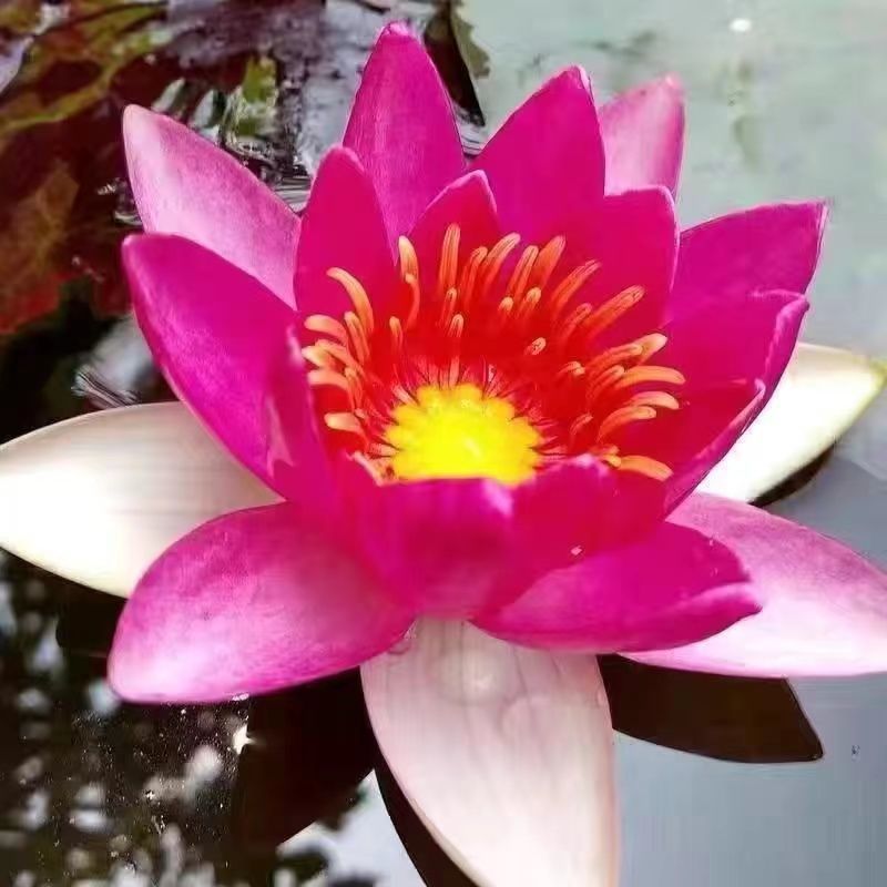 大睡莲根块池塘水池水养根块四季开花水培盆栽植物莲花荷花苗