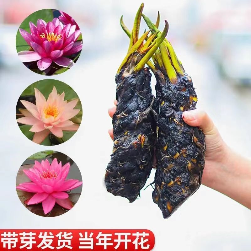 大睡莲根块池塘水池水养根块四季开花水培盆栽植物莲花荷花苗
