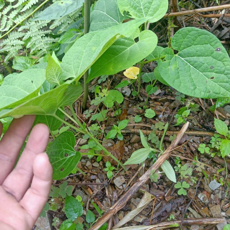 隔山消苗