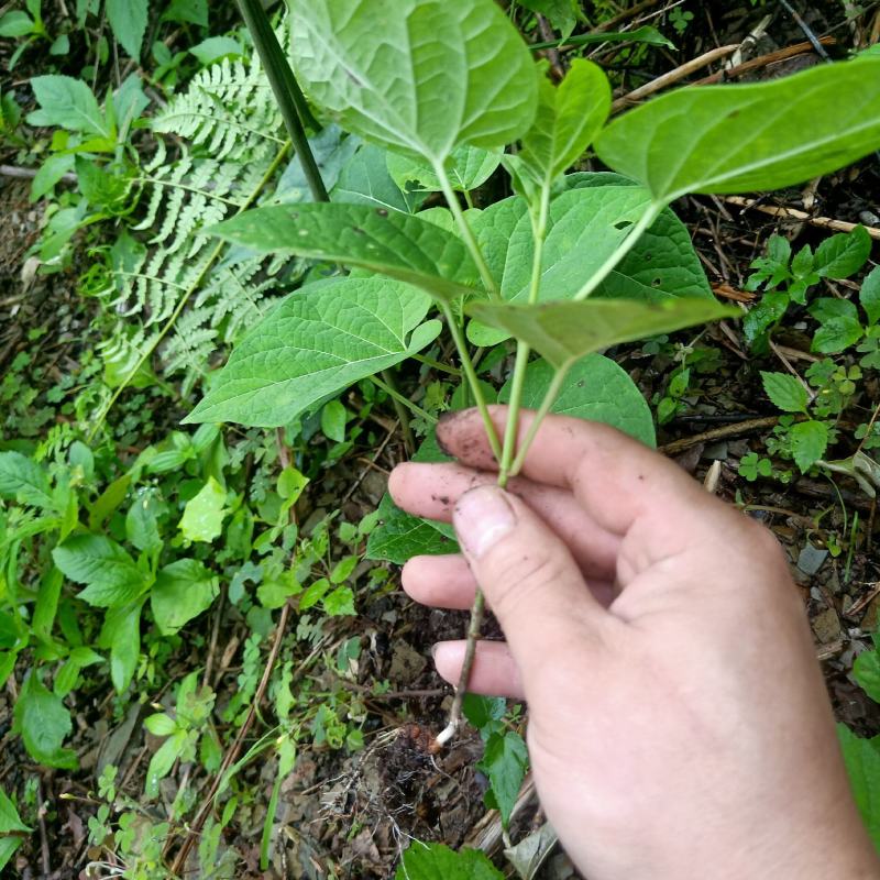 隔山消苗