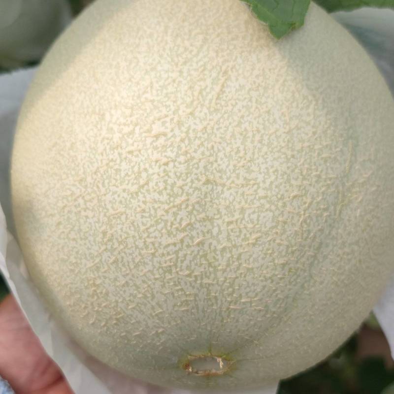 大个玉菇4567不怕个大的联系一下糖度15左右