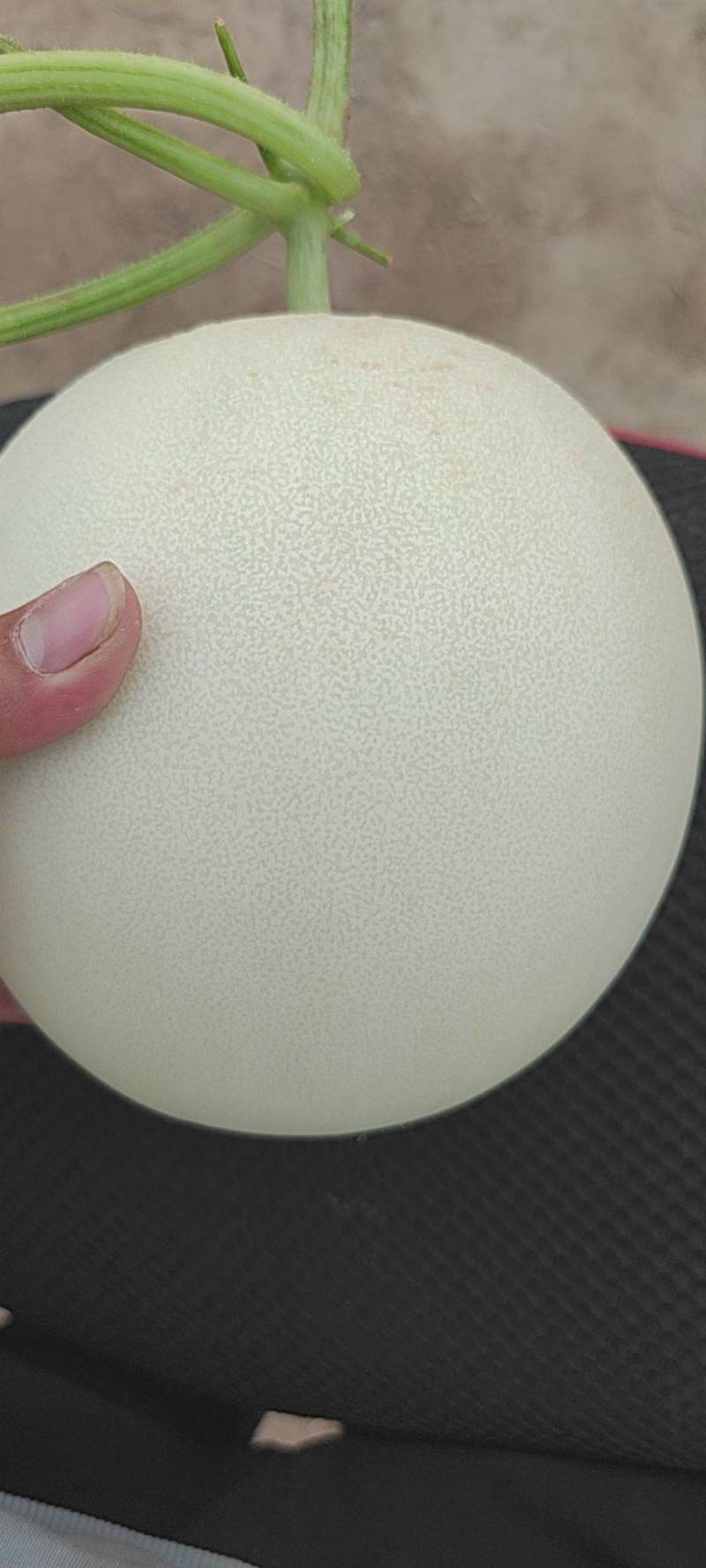 大个玉菇4567不怕个大的联系一下糖度15左右