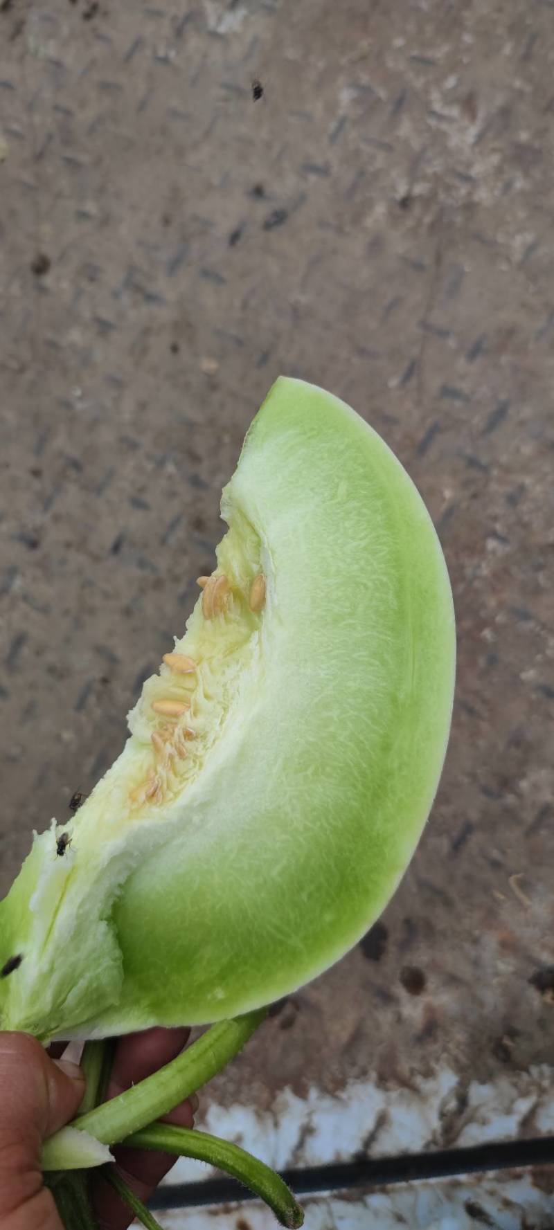 大个玉菇4567不怕个大的联系一下糖度15左右