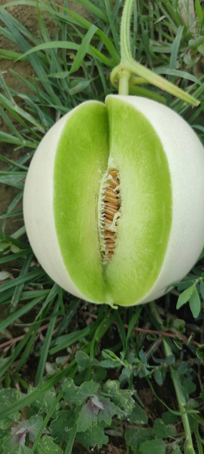大个玉菇4567不怕个大的联系一下糖度15左右