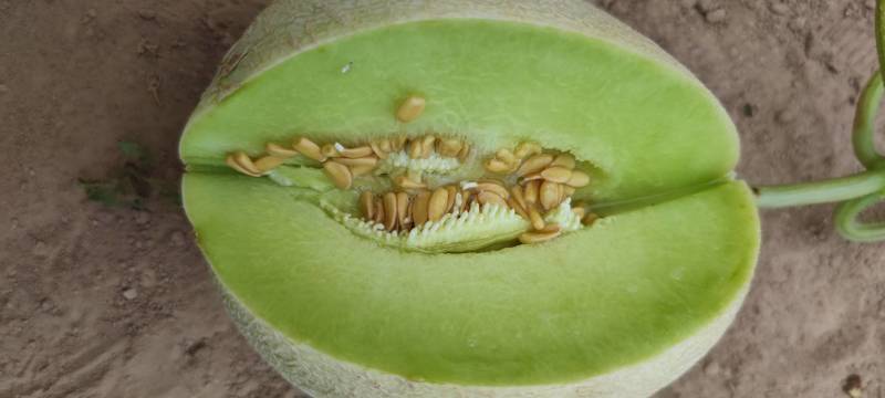 大个玉菇4567不怕个大的联系一下糖度15左右